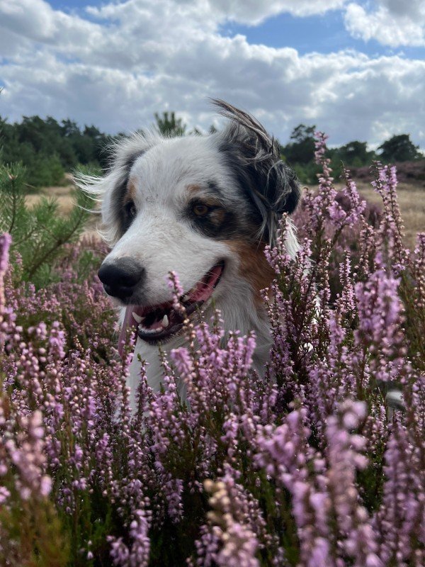 Benji