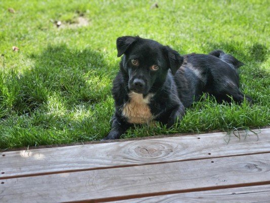 Toby