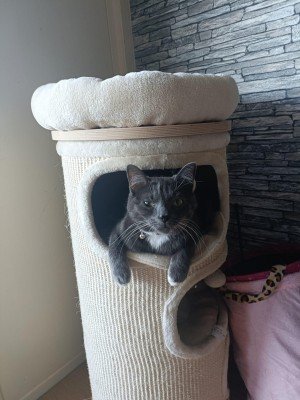 Nunu