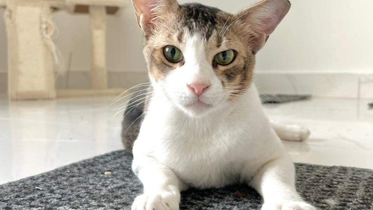 Pablo