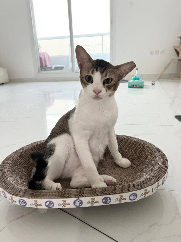 Pablo