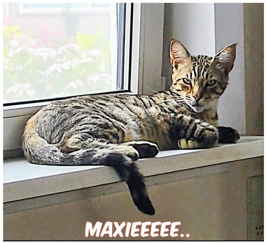 Max
