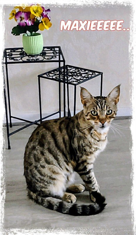 Max