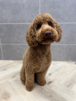 Ted