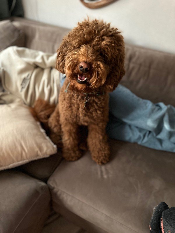 Ted