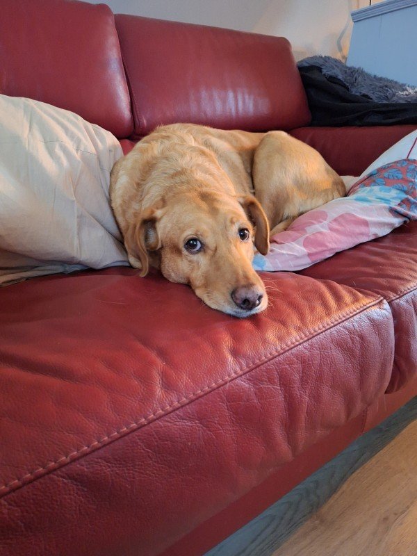 Buddy