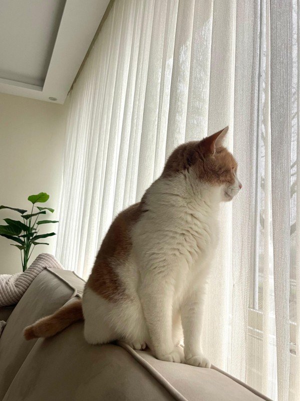 Nala