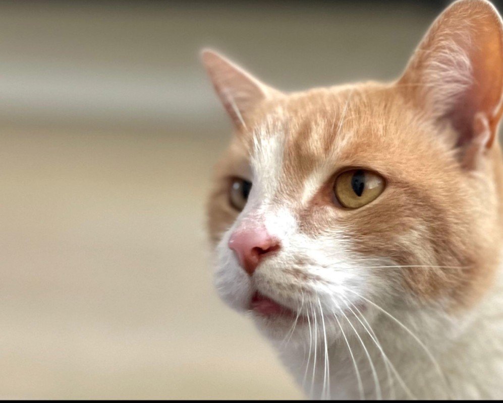 Nala