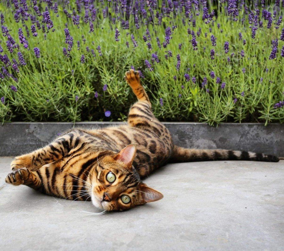 Tijger