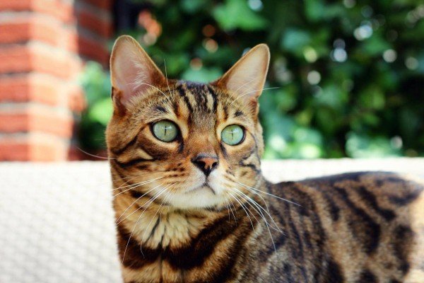 Tijger