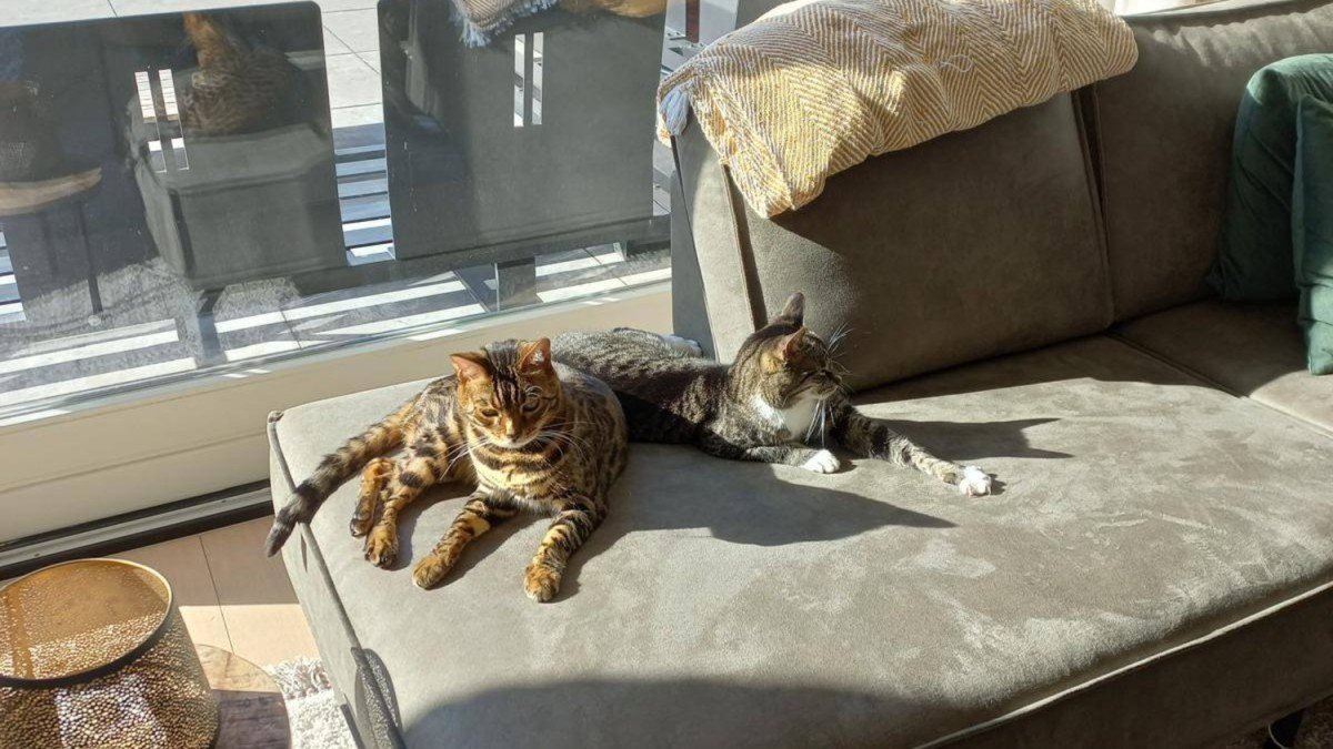 Tijger