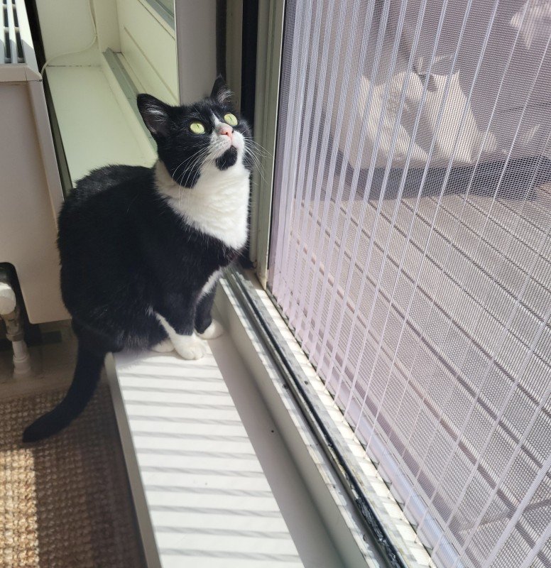 Feline