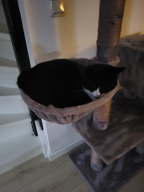 Feline