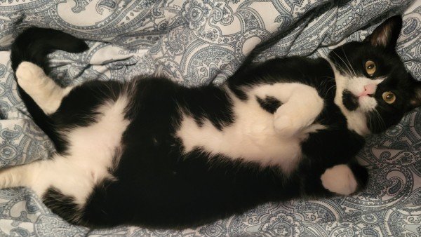 Feline