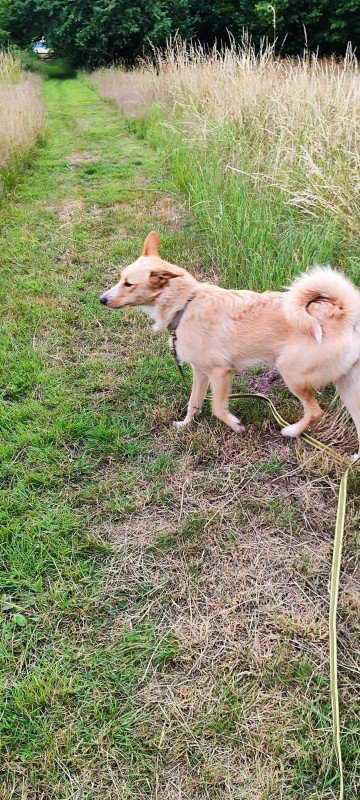 Nali