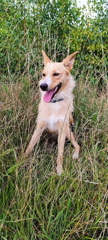 Nali