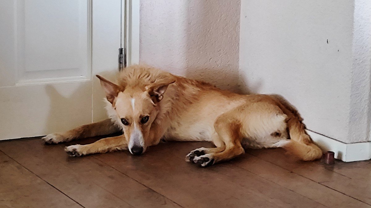 Nali