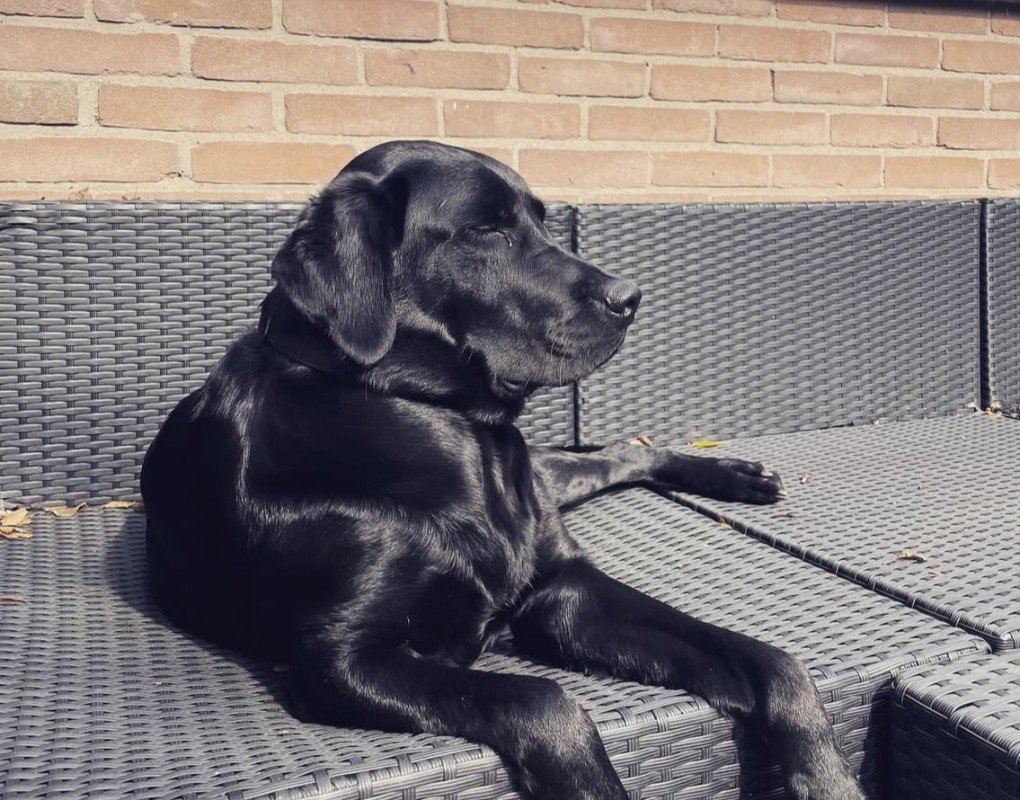 Olaf