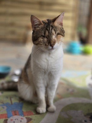 Calypso