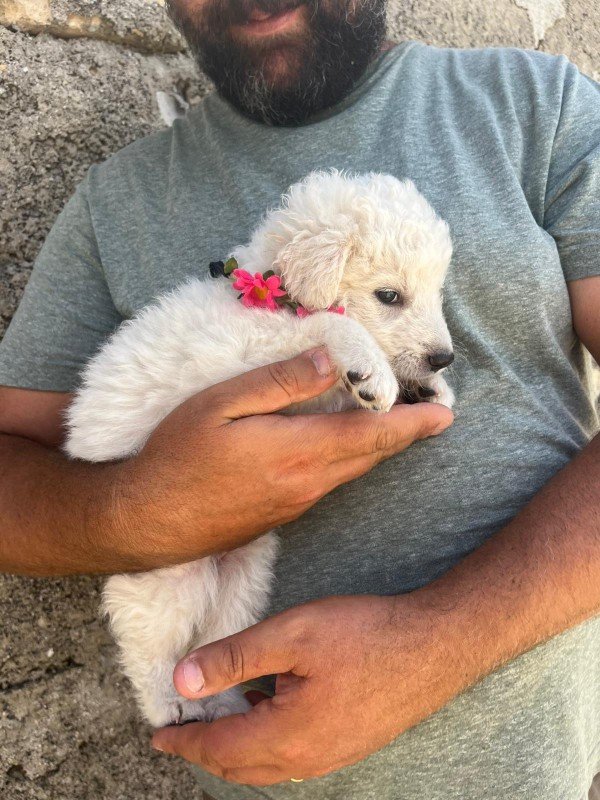Rosa