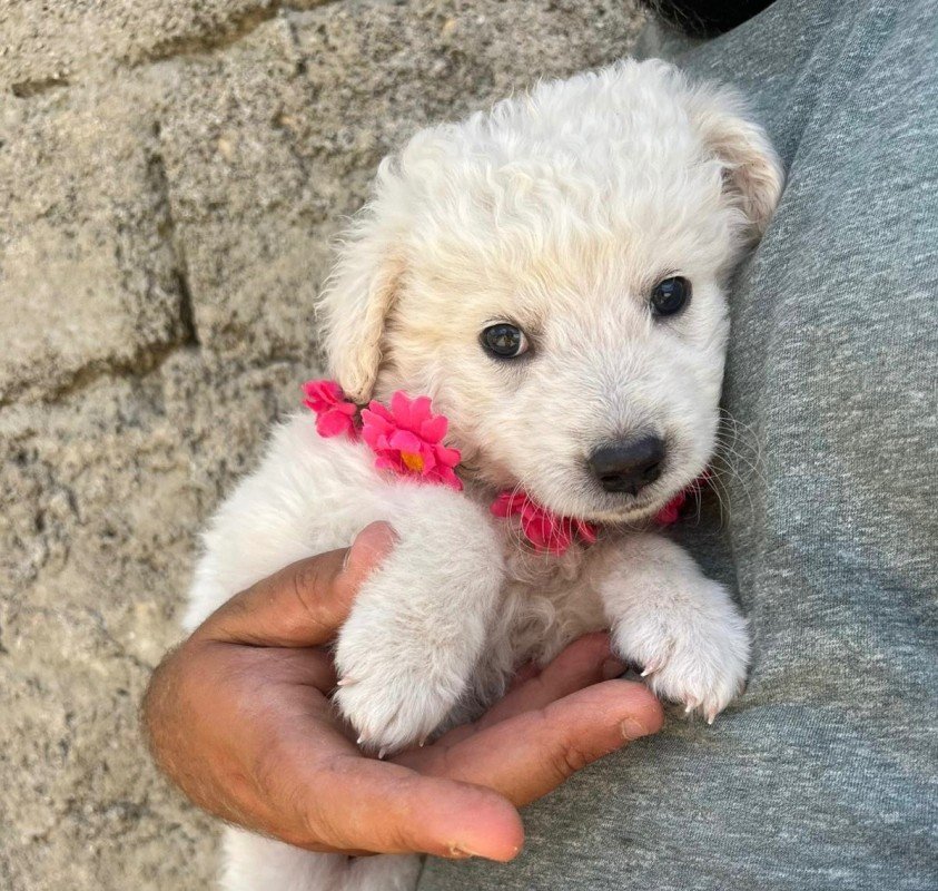Rosa
