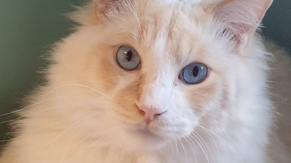 Marley
