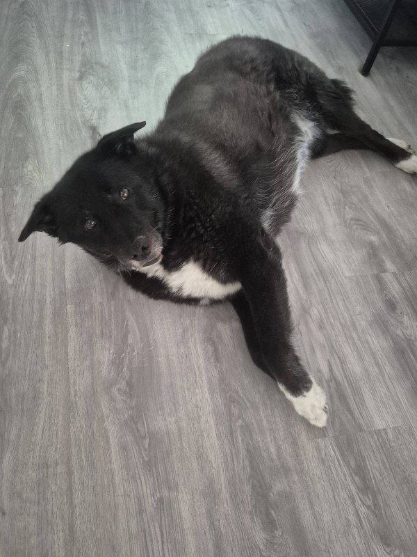 Rosco
