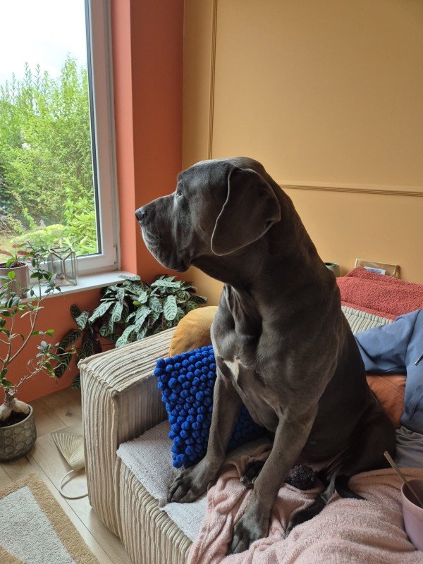 Diego