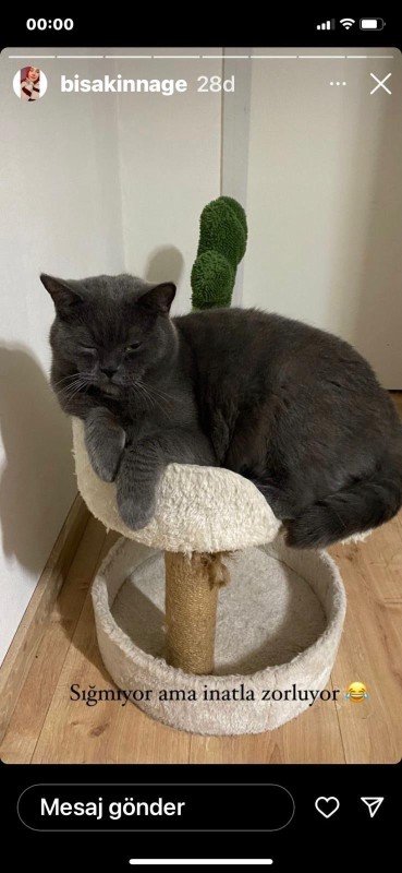 Simba