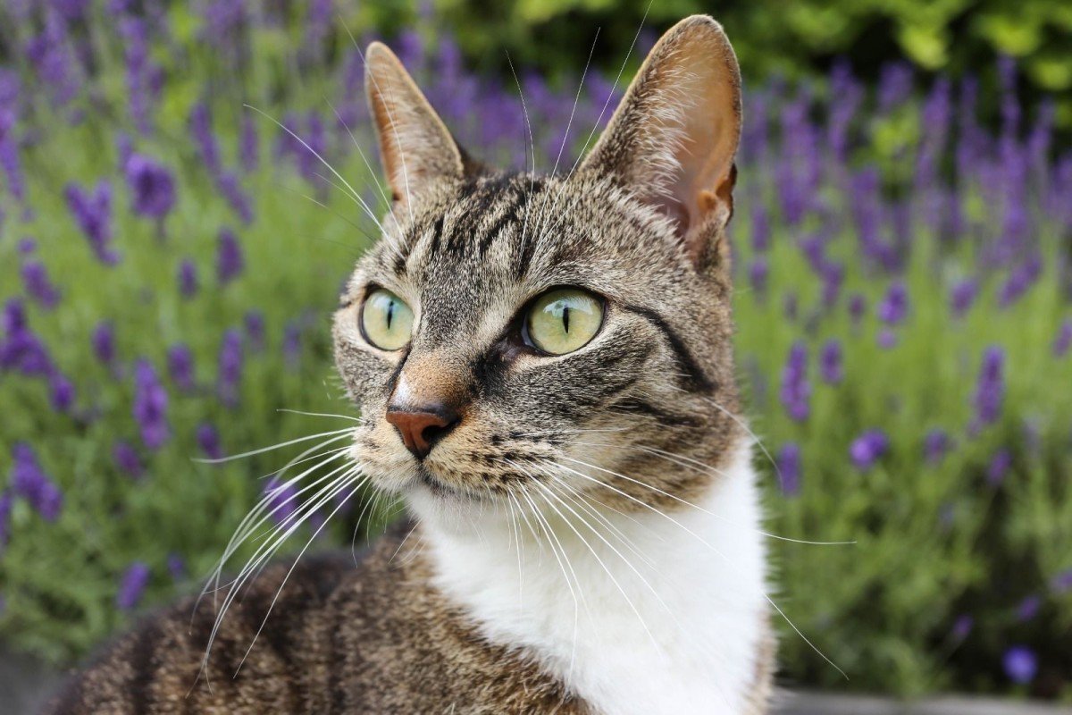 Twix (& Tijger)