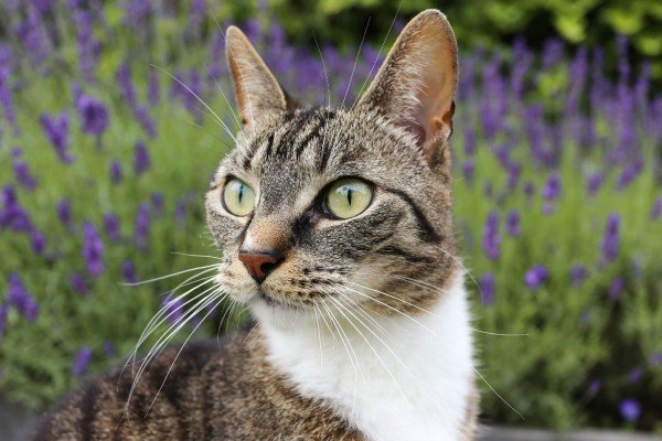 Twix (& Tijger)