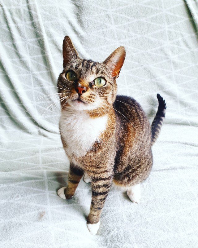 Twix (& Tijger)