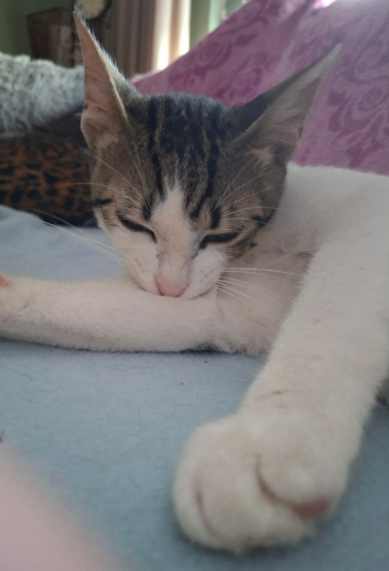 Miou