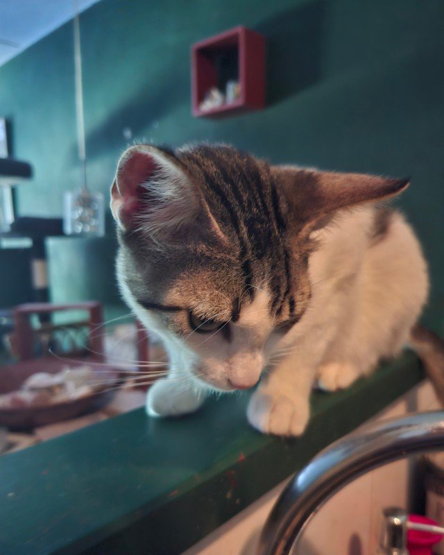 Miou