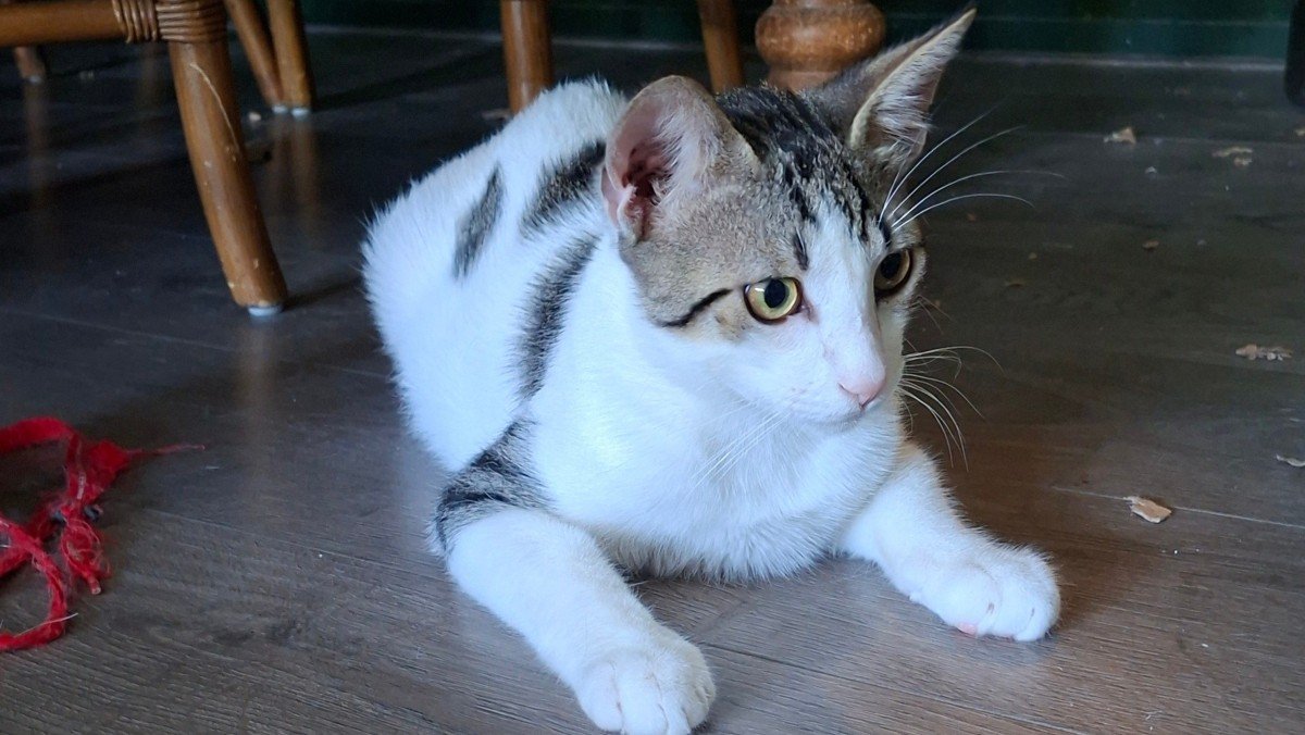 Miou