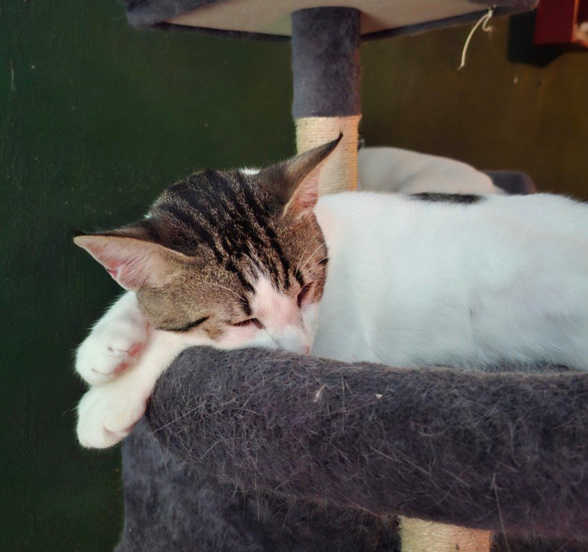 Miou