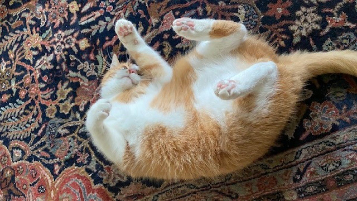 Eddy