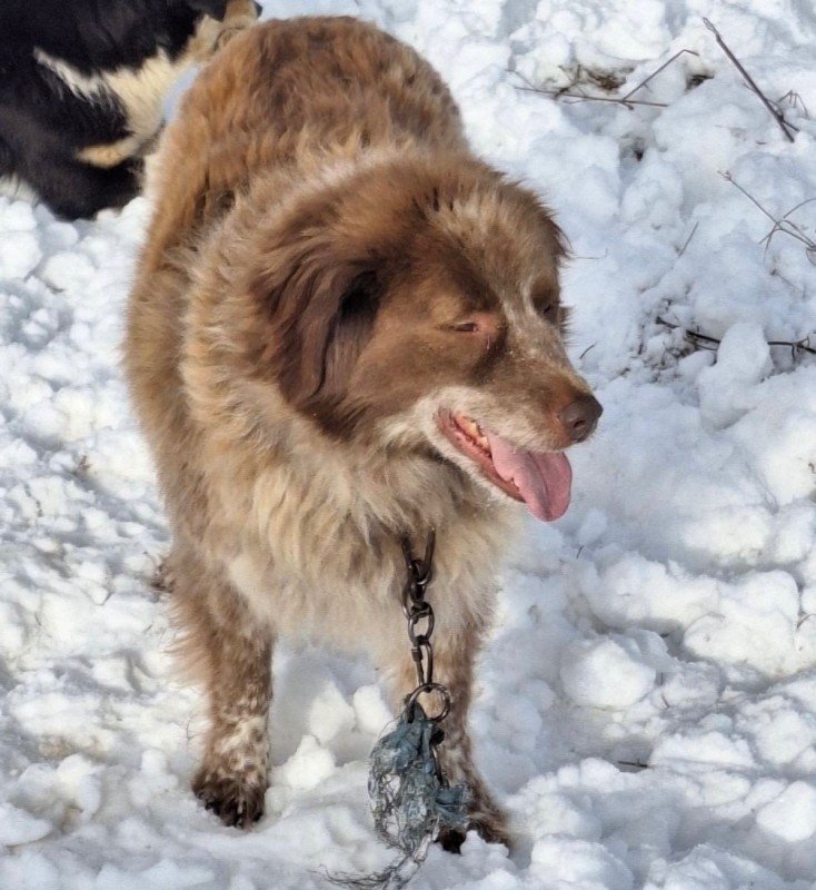 Velko