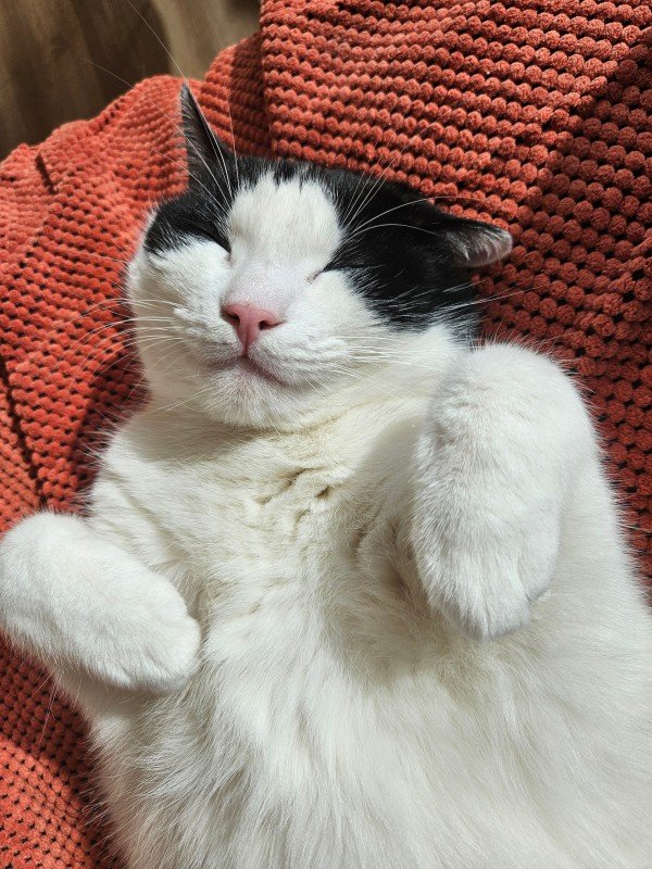 Monty