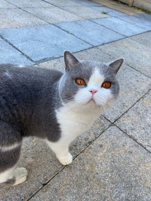 Seb