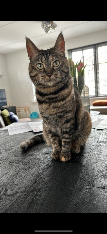 Pip