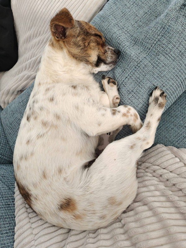 Otis