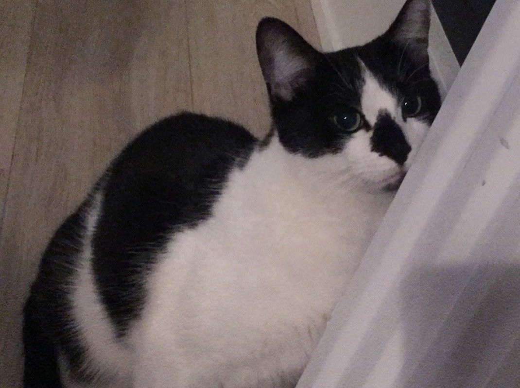 Bella