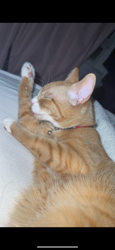 Simba