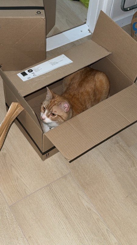 Simba