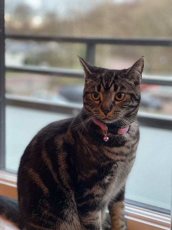 Mimi