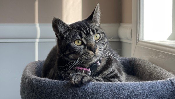 Mimi