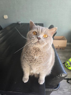George