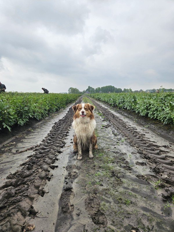 Joep