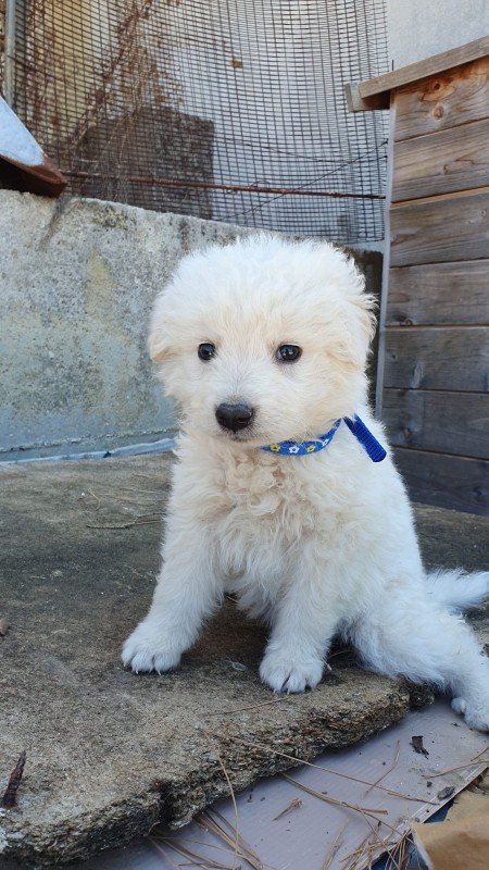 Coco